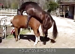 ﻿2 horses enjoying passionate sex